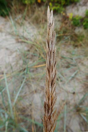 Leymus arenarius \ Strand-Roggen / Sea Lyme Grass, D Hohwacht 13.9.2021