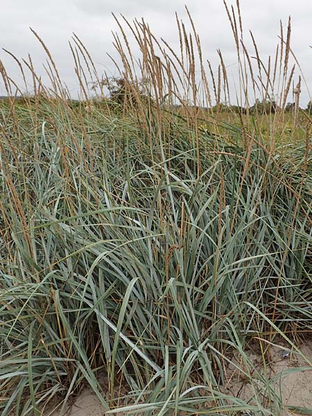 Leymus arenarius \ Strand-Roggen / Sea Lyme Grass, D Hohwacht 13.9.2021