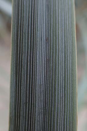 Leymus arenarius \ Strand-Roggen / Sea Lyme Grass, D Hohwacht 13.9.2021