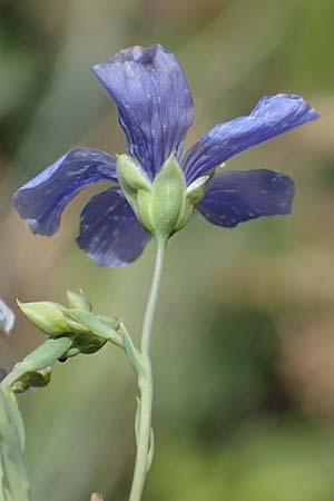 Linum leonii, French Flax