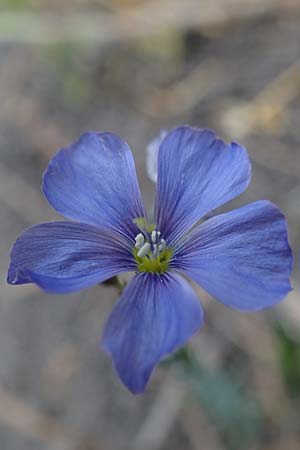 Linum leonii, French Flax
