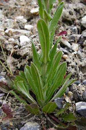 Lepidium campestre \ Feld-Kresse, D Langg&ouml;ns 25.4.2015
