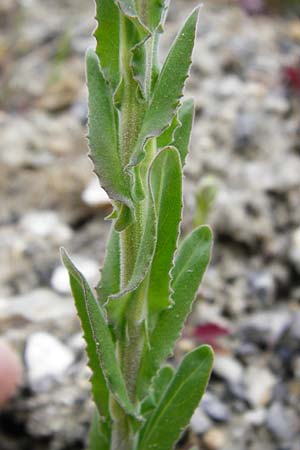Lepidium campestre \ Feld-Kresse, D Langg&ouml;ns 25.4.2015