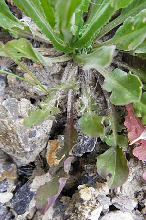 Lepidium campestre \ Feld-Kresse, D Langg&ouml;ns 25.4.2015