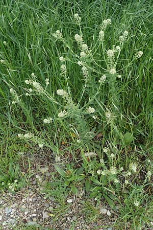 Lepidium campestre \ Feld-Kresse, D Ketsch 14.5.2019