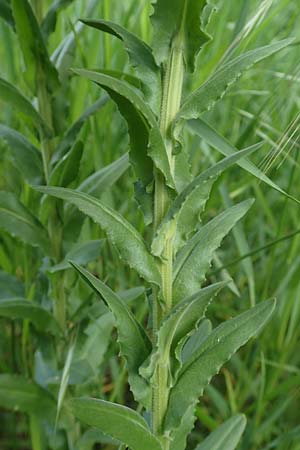 Lepidium campestre \ Feld-Kresse, D Ketsch 14.5.2019