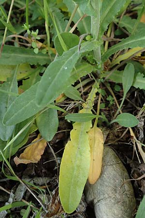 Lepidium campestre \ Feld-Kresse, D Ketsch 14.5.2019