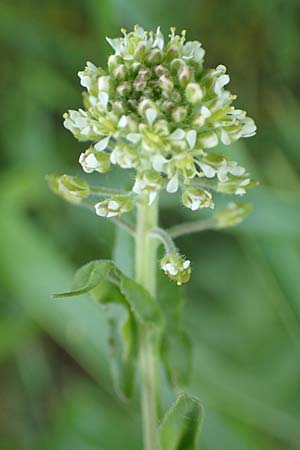 Lepidium campestre \ Feld-Kresse, D Ketsch 14.5.2019