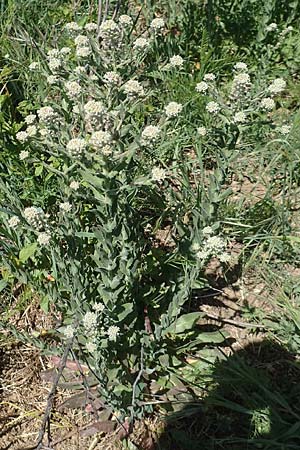 Lepidium campestre \ Feld-Kresse, D Gr&uuml;nstadt-Asselheim 26.4.2020