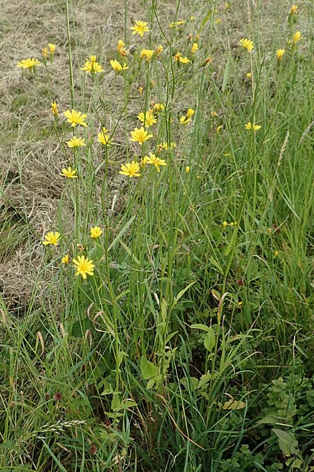 Lapsana communis subsp. intermedia \ Mittlerer Rainkohl / Large Nipplewort, D Iserlohn 11.6.2020