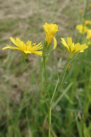 Lapsana communis subsp. intermedia \ Mittlerer Rainkohl / Large Nipplewort, D Iserlohn 11.6.2020