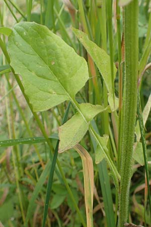 Lapsana communis subsp. intermedia \ Mittlerer Rainkohl / Large Nipplewort, D Iserlohn 11.6.2020