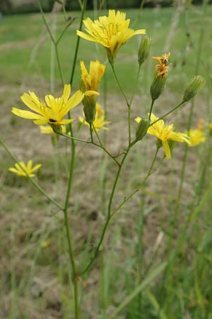 Lapsana communis subsp. intermedia \ Mittlerer Rainkohl / Large Nipplewort, D Iserlohn 11.6.2020