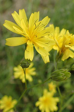 Lapsana communis subsp. intermedia \ Mittlerer Rainkohl / Large Nipplewort, D Iserlohn 11.6.2020