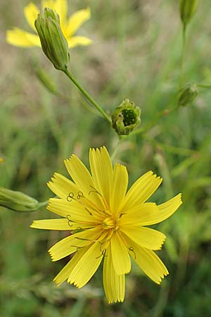 Lapsana communis subsp. intermedia \ Mittlerer Rainkohl / Large Nipplewort, D Iserlohn 11.6.2020