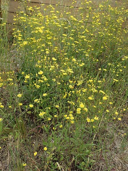 Lapsana communis subsp. intermedia \ Mittlerer Rainkohl / Large Nipplewort, D Iserlohn 11.6.2020