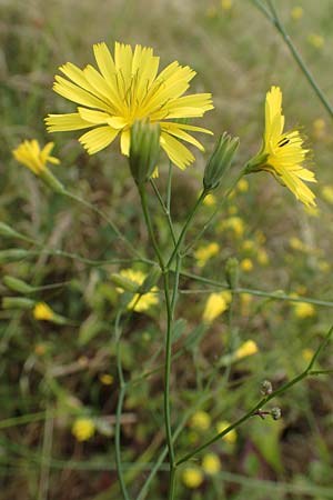 Lapsana communis subsp. intermedia \ Mittlerer Rainkohl / Large Nipplewort, D Iserlohn 11.6.2020