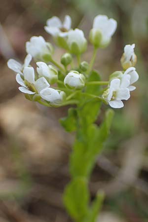 Lepidium campestre \ Feld-Kresse, D Neuleiningen 13.4.2021