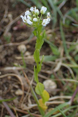 Lepidium campestre \ Feld-Kresse, D Neuleiningen 13.4.2021