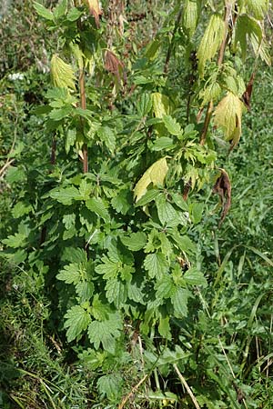 Leonurus cardiaca subsp. cardiaca \ Echtes Herzgespann, Gew�hnlicher L�wenschwanz / Motherwort, D Weisenheim am Sand 26.8.2021