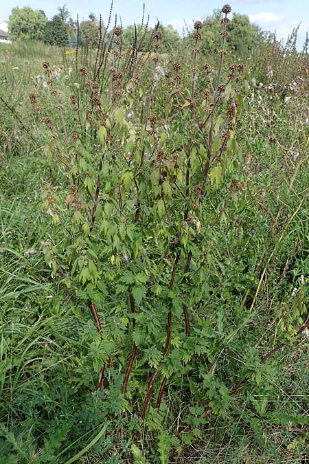 Leonurus cardiaca subsp. cardiaca \ Echtes Herzgespann, Gew�hnlicher L�wenschwanz / Motherwort, D Weisenheim am Sand 26.8.2021