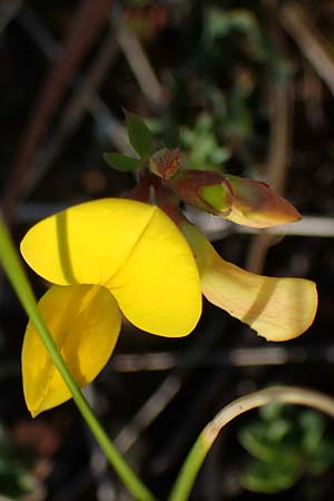 Lotus corniculatus subsp. hirsutus \ Behaarter Gew�hnlicher Hornklee, D Th&uuml;ringen, Hemleben 12.6.2023