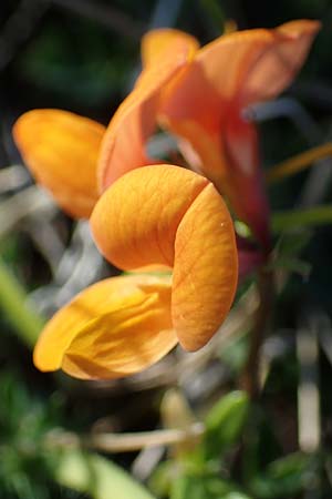 Lotus corniculatus subsp. hirsutus \ Behaarter Gew�hnlicher Hornklee, D Th&uuml;ringen, Hemleben 12.6.2023
