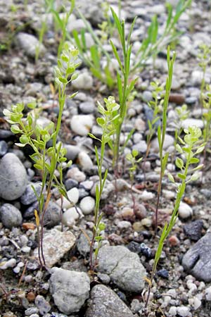 Lepidium densiflorum \ Dichtbl�tige Kresse, D Ludwigshafen 10.6.2013