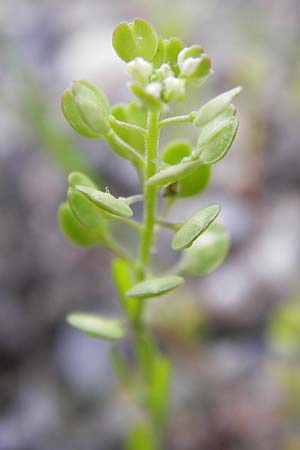 Lepidium densiflorum \ Dichtbl�tige Kresse, D Ludwigshafen 10.6.2013