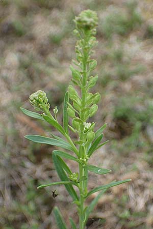Lepidium densiflorum, Dichtbl&uuml;tige Kresse