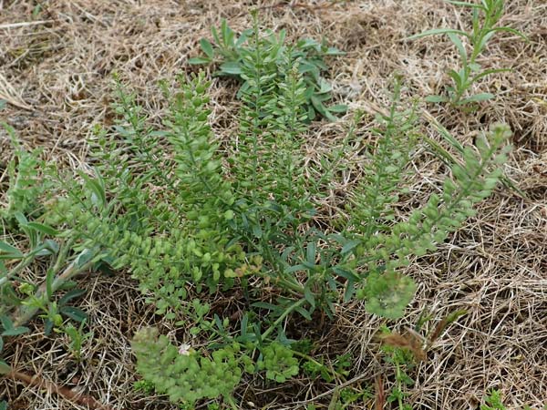 Lepidium densiflorum \ Dichtbl�tige Kresse, D Hockenheim 8.6.2021