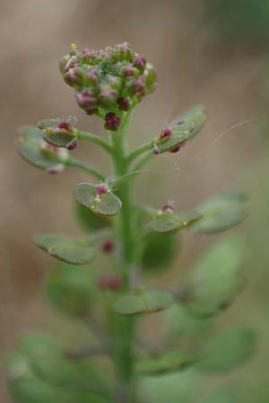 Lepidium densiflorum \ Dichtbl�tige Kresse, D Hockenheim 8.6.2021