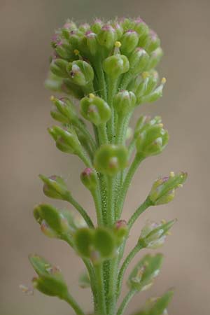 Lepidium densiflorum \ Dichtbl�tige Kresse, D Hockenheim 8.6.2021