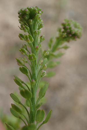Lepidium densiflorum \ Dichtbl�tige Kresse, D Hockenheim 8.6.2021