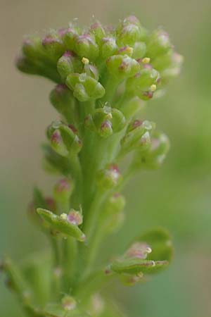 Lepidium densiflorum \ Dichtbl�tige Kresse, D Hockenheim 8.6.2021
