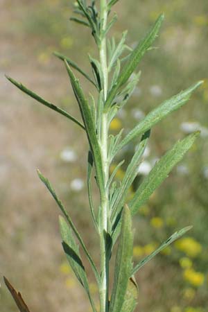 Lepidium densiflorum \ Dichtbl�tige Kresse, D Mannheim 19.6.2021