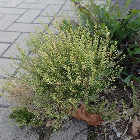 Lepidium densiflorum \ Dichtbl�tige Kresse, D Grevenbroich 5.9.2021