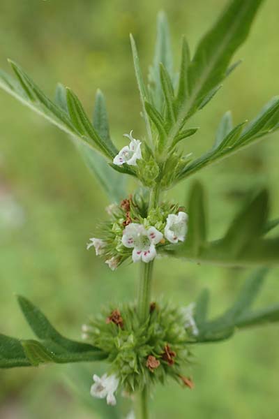 Lycopus exaltatus \ Hoher Wolfstrapp / Great Gipsywort, D Botan. Gar.  Universit.  T&uuml;bingen 3.9.2016