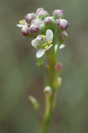 Lepidium graminifolium \ Grasbl�ttrige Kresse / Tall Pepperwort, D R&uuml;desheim 28.7.2023