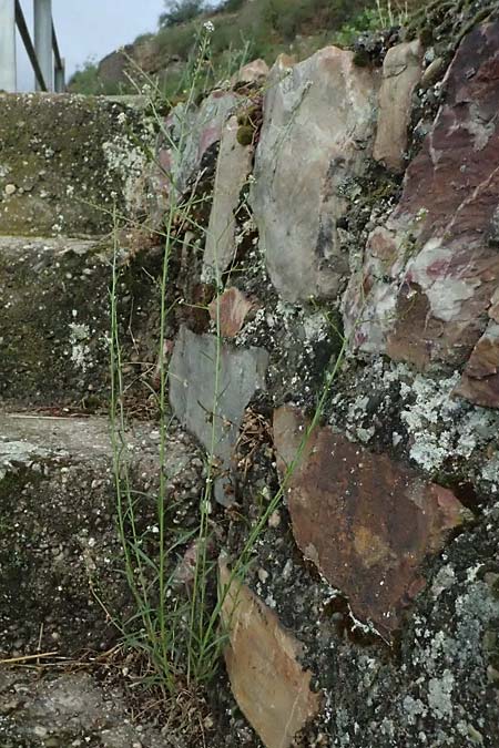 Lepidium graminifolium \ Grasbl�ttrige Kresse / Tall Pepperwort, D R&uuml;desheim 28.7.2023
