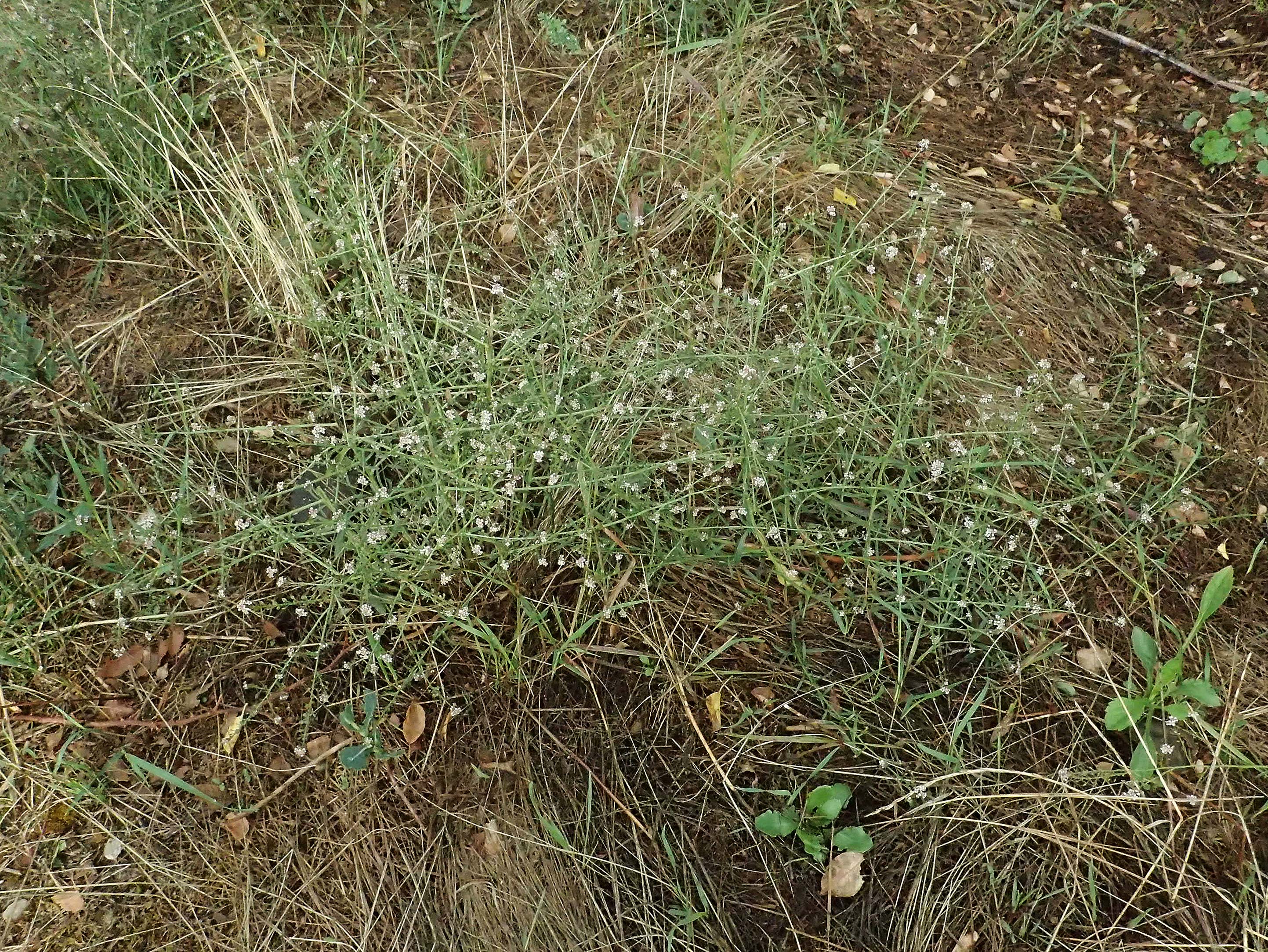 Lepidium graminifolium \ Grasbl�ttrige Kresse / Tall Pepperwort, D R&uuml;desheim 28.7.2023