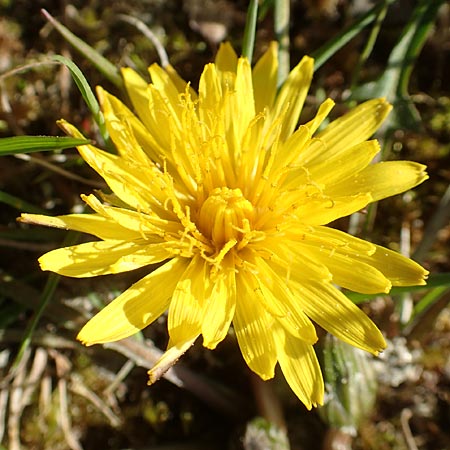 Taraxacum multilepis \ Reichschuppiger Sumpf-L�wenzahn / Many-Scaled Marsh Dandelion, D Konstanz 24.4.2018