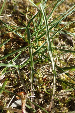 Taraxacum multilepis \ Reichschuppiger Sumpf-L�wenzahn / Many-Scaled Marsh Dandelion, D Konstanz 24.4.2018
