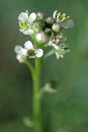 Lepidium graminifolium \ Grasbl�ttrige Kresse / Tall Pepperwort, D Heidelberg 11.7.2021