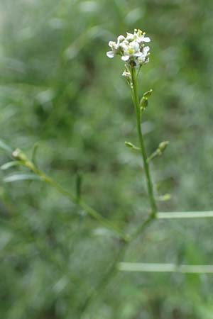 Lepidium graminifolium \ Grasbl�ttrige Kresse / Tall Pepperwort, D Heidelberg 11.7.2021