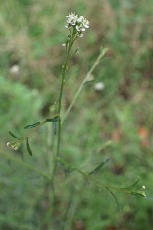 Lepidium graminifolium \ Grasbl�ttrige Kresse / Tall Pepperwort, D Heidelberg 11.7.2021