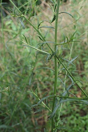 Lepidium graminifolium \ Grasbl�ttrige Kresse / Tall Pepperwort, D Heidelberg 11.7.2021
