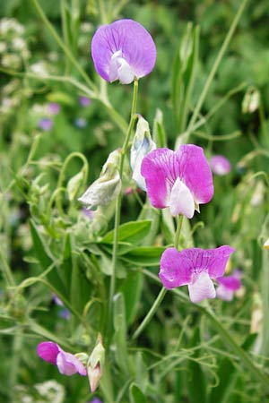 Lathyrus hirsutus, Behaartfr&uuml;chtige Platterbse
