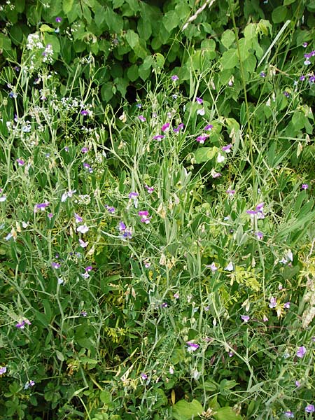 Lathyrus hirsutus \ Behaartfr�chtige Platterbse / Hairy Vetchling, D Brackenheim 30.5.2015