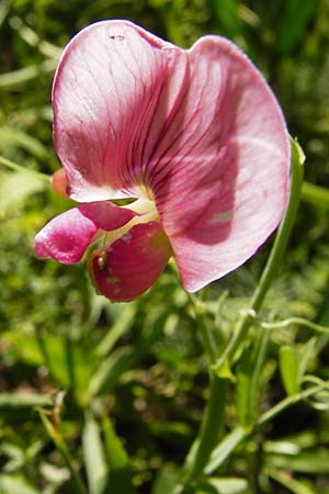 Lathyrus heterophyllus \ Verschiedenbl�ttrige Platterbse / Norfolk Everlasting Vetchling, D M&uuml;hlheim an der Donau 25.7.2015